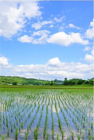 水田